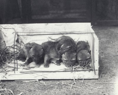 Schakalwelpen in einer Kiste, 1915 von Frederick William Bond